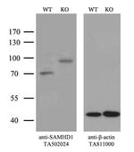 SAMHD1 Antibody in Western Blot (WB)