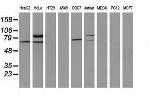 SAMHD1 Antibody in Western Blot (WB)