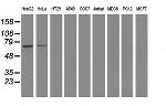 SAMHD1 Antibody in Western Blot (WB)