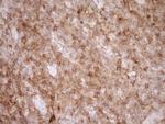 SAMSN1 Antibody in Immunohistochemistry (Paraffin) (IHC (P))