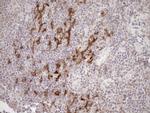 SAMSN1 Antibody in Immunohistochemistry (Paraffin) (IHC (P))