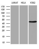 SAMSN1 Antibody in Western Blot (WB)