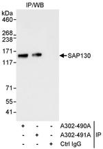 SAP130 Antibody in Immunoprecipitation (IP)