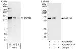 SAP130 Antibody in Western Blot (WB)