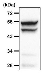 JNK2 Antibody in Immunoprecipitation (IP)