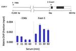 JNK1 Antibody in ChIP Assay (ChIP)