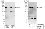 SARA Antibody in Western Blot (WB)