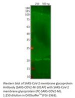 SARS-CoV-2 membrane glycoprotein Antibody in Western Blot (WB)