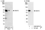 SAS10 Antibody in Western Blot (WB)