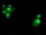 SAT2 Antibody in Immunocytochemistry (ICC/IF)