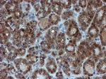 SAT2 Antibody in Immunohistochemistry (Paraffin) (IHC (P))