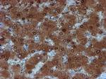 SAT2 Antibody in Immunohistochemistry (Paraffin) (IHC (P))