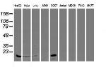 SAT2 Antibody in Western Blot (WB)