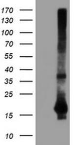 SAT2 Antibody in Western Blot (WB)