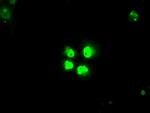 SATB1 Antibody in Immunocytochemistry (ICC/IF)