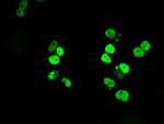 SATB1 Antibody in Immunocytochemistry (ICC/IF)