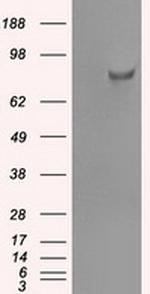 SATB1 Antibody in Western Blot (WB)