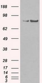 SATB1 Antibody in Western Blot (WB)