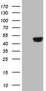 SAV1 Antibody in Western Blot (WB)