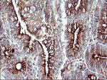 SCAMP2 Antibody in Immunohistochemistry (Paraffin) (IHC (P))