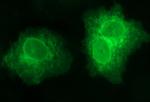 SCARB1 Antibody in Immunocytochemistry (ICC/IF)