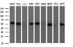 SCARB1 Antibody in Western Blot (WB)