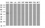 SCARB1 Antibody in Western Blot (WB)