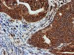 SCFD1 Antibody in Immunohistochemistry (Paraffin) (IHC (P))