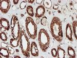 SCFD1 Antibody in Immunohistochemistry (Paraffin) (IHC (P))