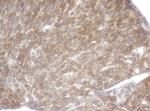 SCFD1 Antibody in Immunohistochemistry (Paraffin) (IHC (P))