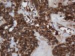 SCFD1 Antibody in Immunohistochemistry (Paraffin) (IHC (P))