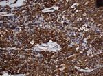 SCFD1 Antibody in Immunohistochemistry (Paraffin) (IHC (P))