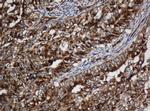 SCFD1 Antibody in Immunohistochemistry (Paraffin) (IHC (P))