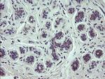 SCFD1 Antibody in Immunohistochemistry (Paraffin) (IHC (P))