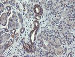 SCFD1 Antibody in Immunohistochemistry (Paraffin) (IHC (P))