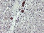 SCFD1 Antibody in Immunohistochemistry (Paraffin) (IHC (P))