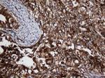 SCFD1 Antibody in Immunohistochemistry (Paraffin) (IHC (P))