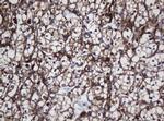 SCFD1 Antibody in Immunohistochemistry (Paraffin) (IHC (P))