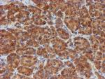 SCFD1 Antibody in Immunohistochemistry (Paraffin) (IHC (P))