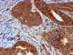 SCFD1 Antibody in Immunohistochemistry (Paraffin) (IHC (P))