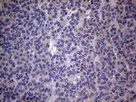 SCFD1 Antibody in Immunohistochemistry (Paraffin) (IHC (P))