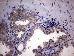 SCFD1 Antibody in Immunohistochemistry (Paraffin) (IHC (P))