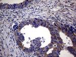 SCFD1 Antibody in Immunohistochemistry (Paraffin) (IHC (P))