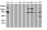 SCFD1 Antibody in Western Blot (WB)