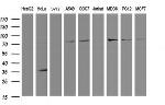 SCFD1 Antibody in Western Blot (WB)