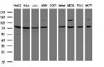 SCFD1 Antibody in Western Blot (WB)