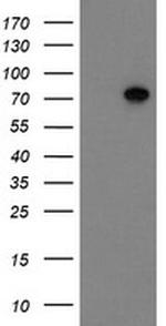 SCFD1 Antibody in Western Blot (WB)