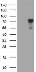 SCFD1 Antibody in Western Blot (WB)