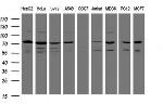 SCFD1 Antibody in Western Blot (WB)