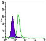 Mammaglobin A Antibody in Flow Cytometry (Flow)